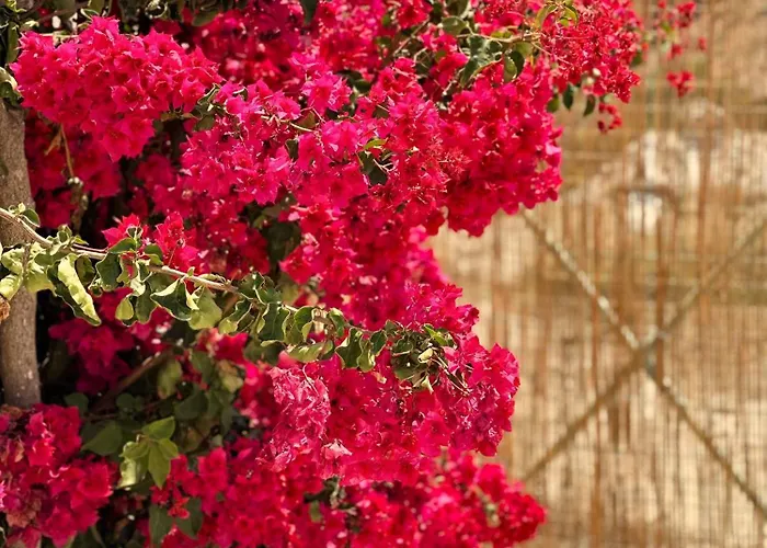 Errika's Sweet بيت ضيافة