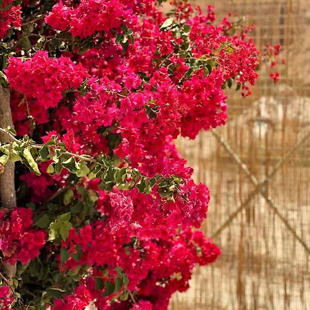 Errika's Sweet Pensión